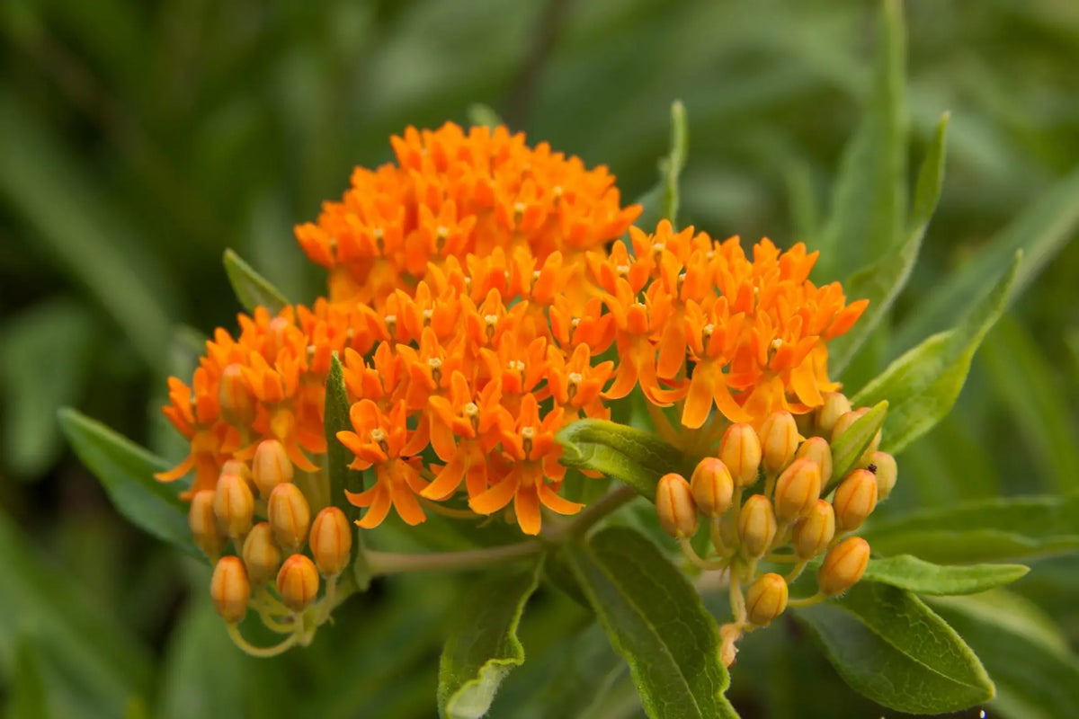 Butterfly Weed (Asclepias tuberosa)