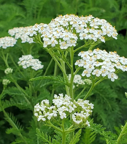 Common Yarrow (Achillea millefolium)