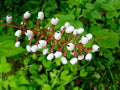 Doll's-eyes (Actaea pachypoda)