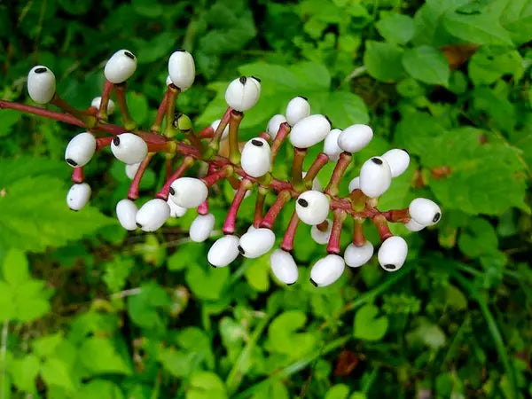 Doll's-eyes (Actaea pachypoda)
