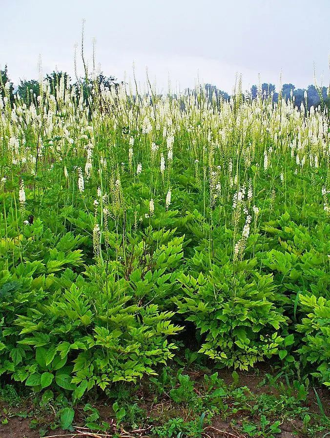 Black Cohosh (Actaea racemosa)