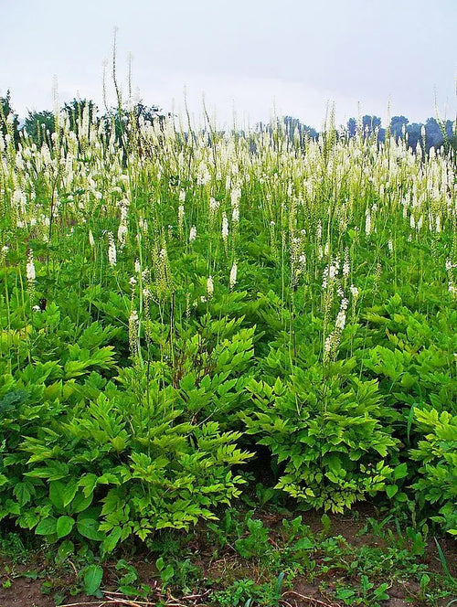 Black Cohosh (Actaea racemosa)