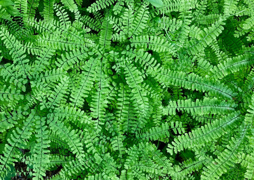 Common Maidenhair Fern (Adiantum pedatum)