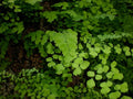 Southern Maidenhair Fern (Adiantum capillus-veneris)