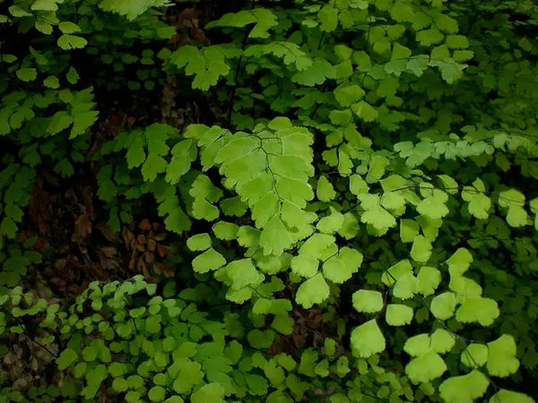 Southern Maidenhair Fern (Adiantum capillus-veneris)