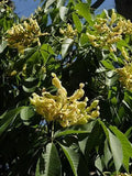 Yellow Buckeye (Aesculus flava)