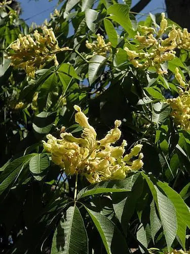 Yellow Buckeye (Aesculus flava)