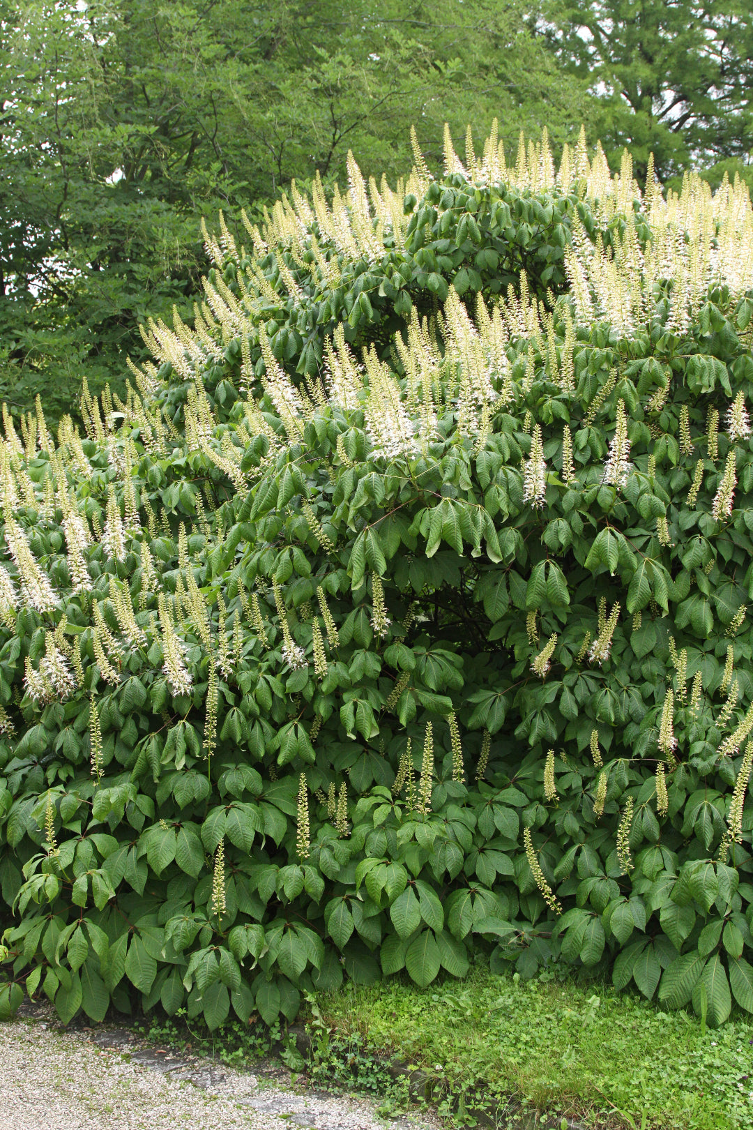 Aesculus_parviflora_2