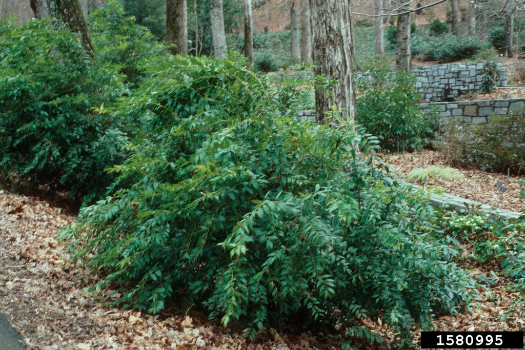 Coastal Leucothoe (Agarista populifolia)