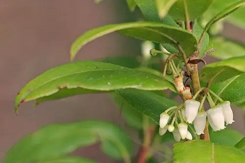 Coastal Leucothoe (Agarista populifolia)