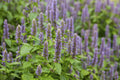 Anise Hyssop (Agastache foeniculum)
