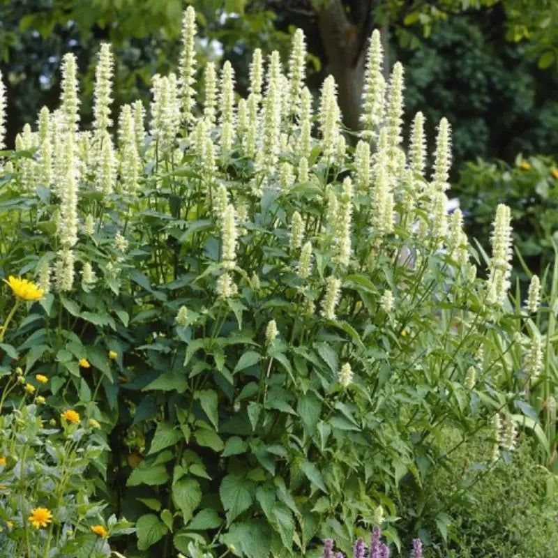 Yellow Hyssop (Agastache nepetoides)