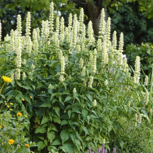 Yellow Hyssop (Agastache nepetoides)