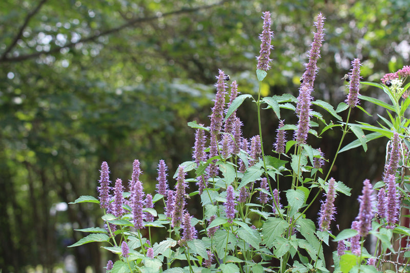 Agastache-scrophulariifolia