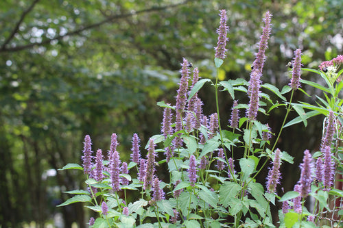Agastache scrophulariifolia purple blooms