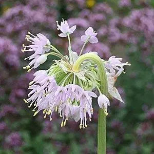 Nodding Onion (Allium cernuum)