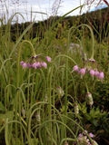 Nodding Onion (Allium cernuum)