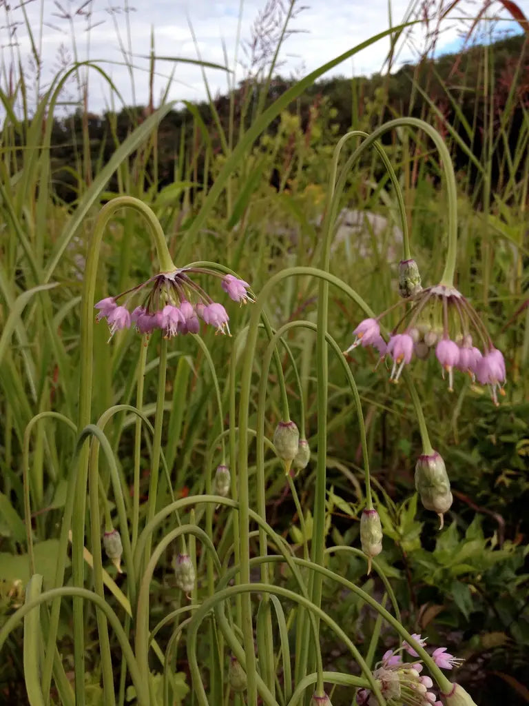 Nodding Onion (Allium cernuum)