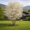 Allegheny Serviceberry (Amelanchier laevis)