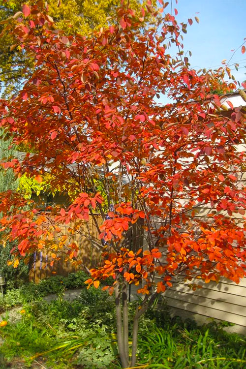 Amelanchier canadensis 'Autumn Brilliance'