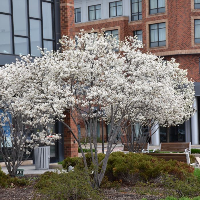 Amelanchier canadensis 'Autumn Brilliance'