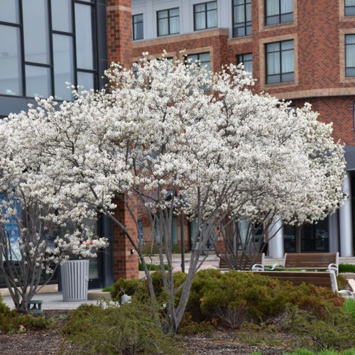 Amelanchier canadensis 'Autumn Brilliance' tree with white blossoms in front of a building with large windows