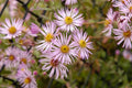 Climbing Aster (Ampelaster carolinianus)