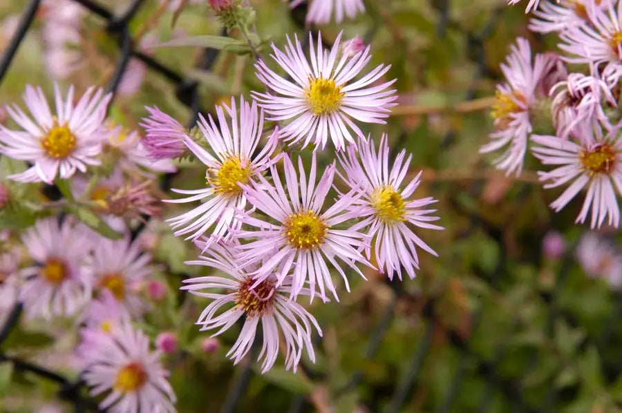Climbing Aster (Ampelaster carolinianus)