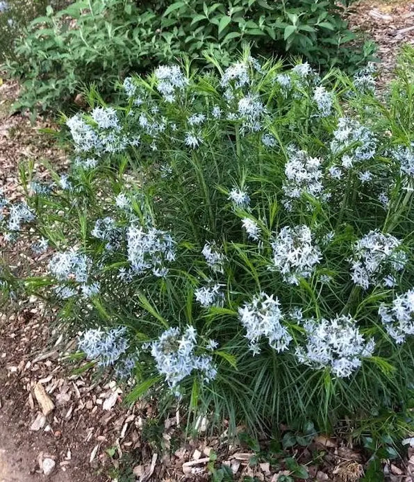 Threadleaf Bluestar (Amsonia hubrichtii)