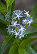 Eastern Bluestar (Amsonia tabernaemontana)