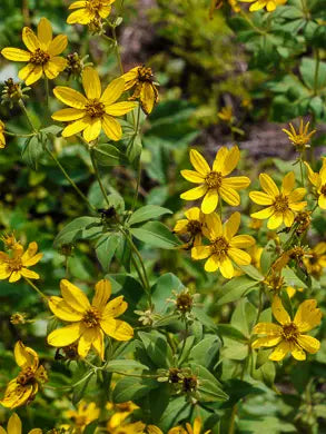 Greater Coreopsis (Anacis major)