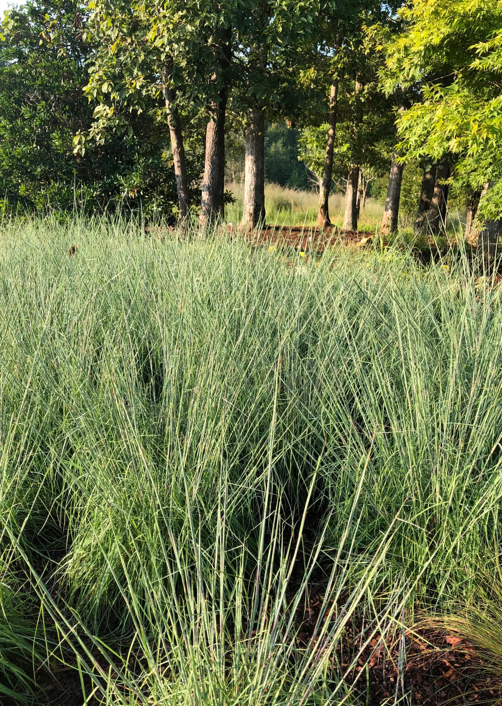 Black Mountain Bluestem (Andropogon ternarius 'Black Mountain')
