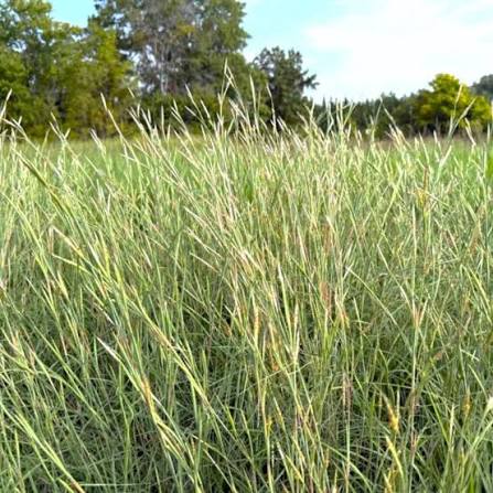 Andropogon ternarius in a prairie