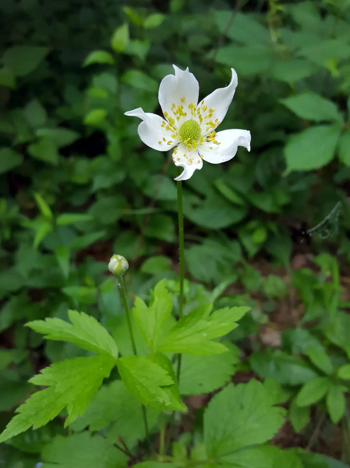 Tall Windflower (Anemone virginiana)