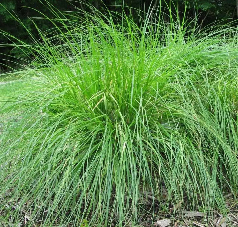 Appalachian Sedge (Carex appalachica)