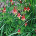 Wild Columbine (Aquilegia canadensis)