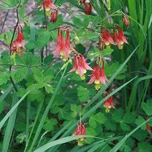 Wild Columbine (Aquilegia canadensis)