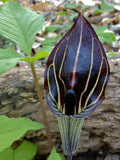 Jack-in-the-Pulpit (Arisaema triphyllum)