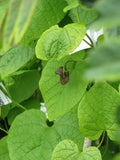 Pipevine (Aristolochia macrophylla)