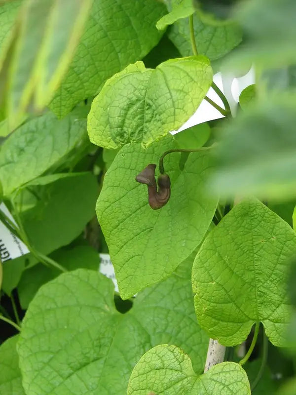 Pipevine (Aristolochia macrophylla)