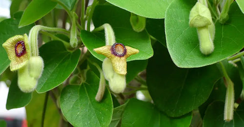 Wooly Dutchman's Pipevine (Aristolochia tomentosa)