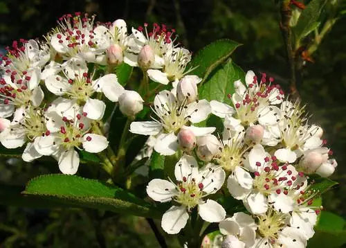 Red Chokeberry (Aronia arbutifolia)