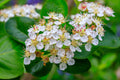 Black Chokeberry (Aronia melanocarpa)