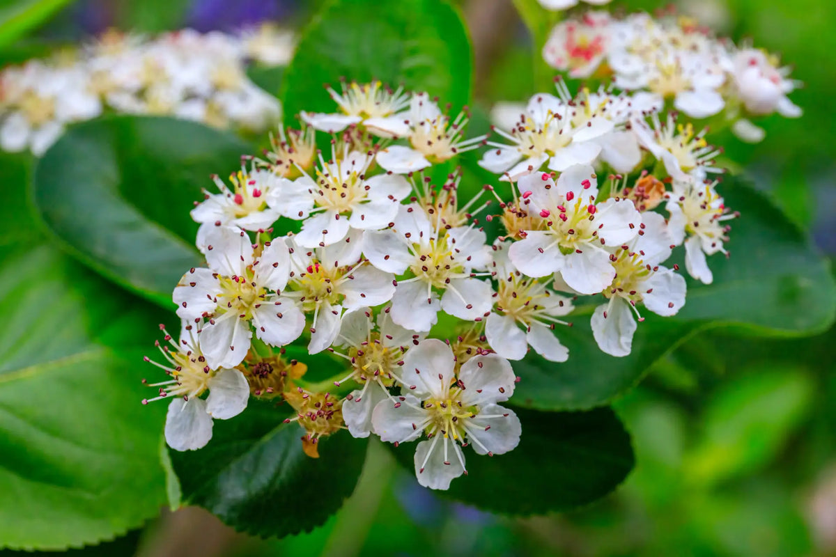 Black Chokeberry (Aronia melanocarpa)