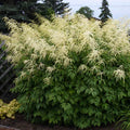 Eastern Goatsbeard (Aruncus dioicus)