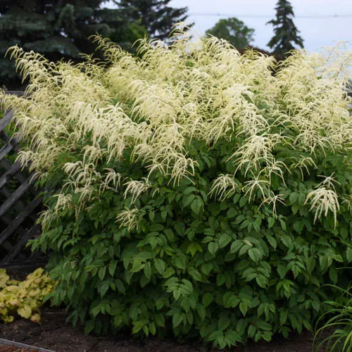 Eastern Goatsbeard (Aruncus dioicus)