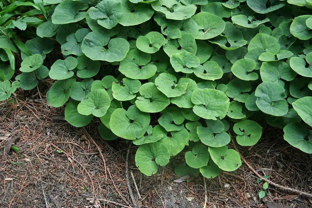 Wild Ginger (Asarum canadense)