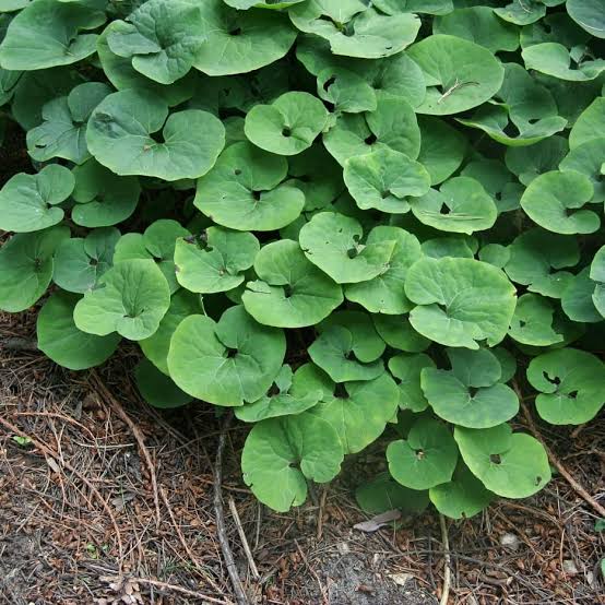 Asarumcanadensis