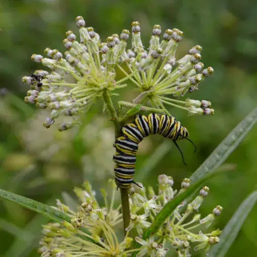 Tall Green Milkweed (Asclepias hirtella)