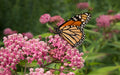 Swamp Milkweed (Asclepias incarnata)